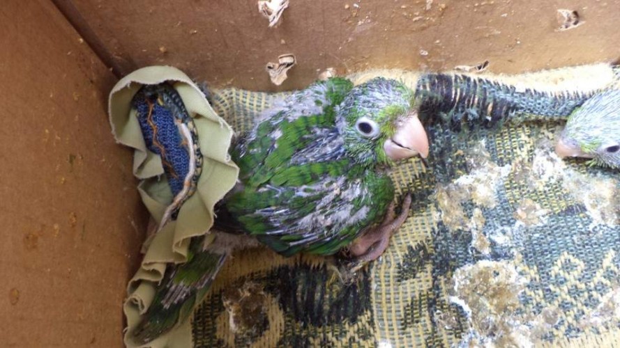 Cativeiro ilegal de aves silvestres é descoberto pela polícia em Linhares