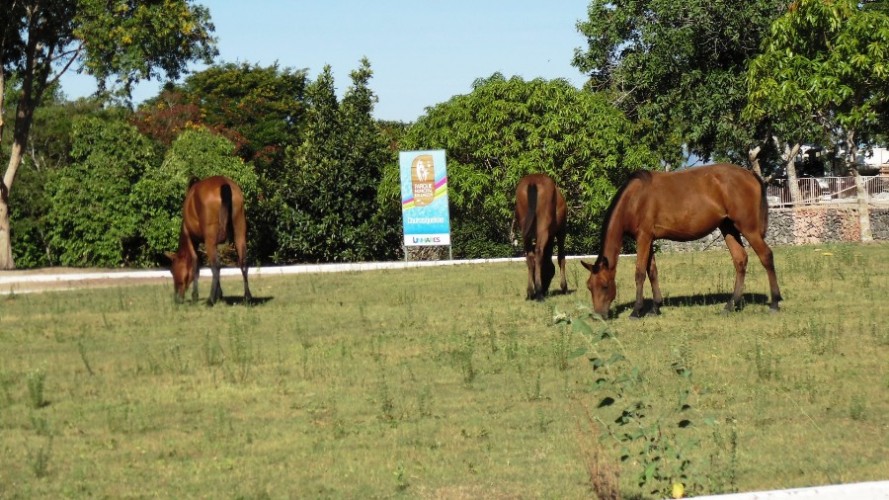 Pode isso? Cavalos passeiam tranquilamente pelo Parque Municipal da Lagoa