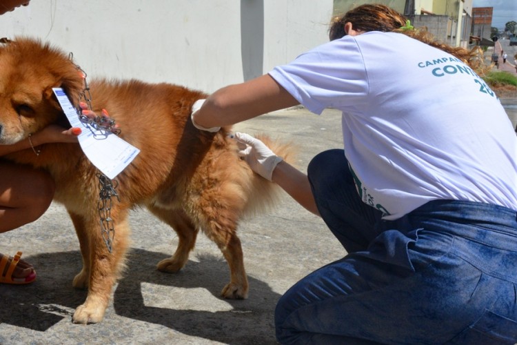 Centro de Zoonoses prevê imunizar mais de 23 mil animais no Dia D de vacinação antirrábica