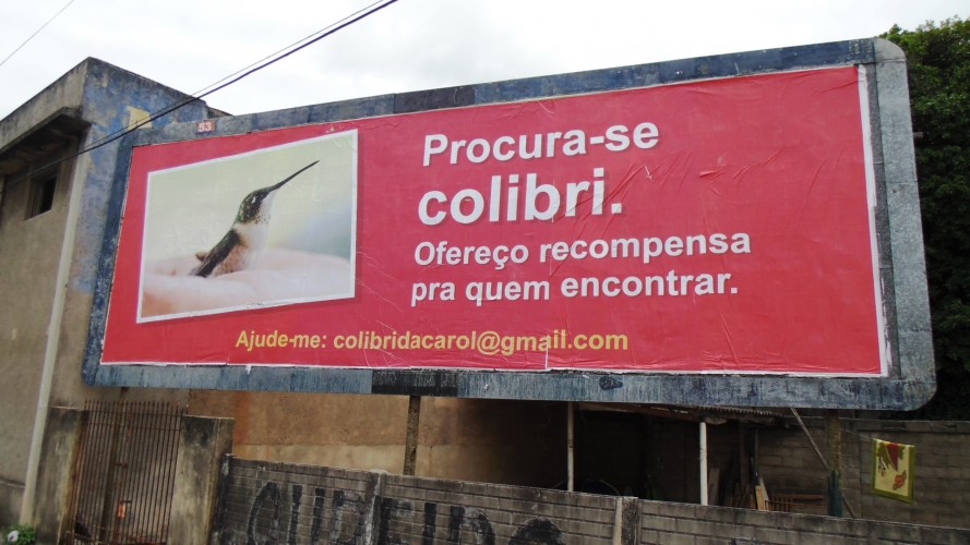Colibri Desaparecido: dona de pássaro espalha outdoors e entrega panfletos nos sinais de trânsito 