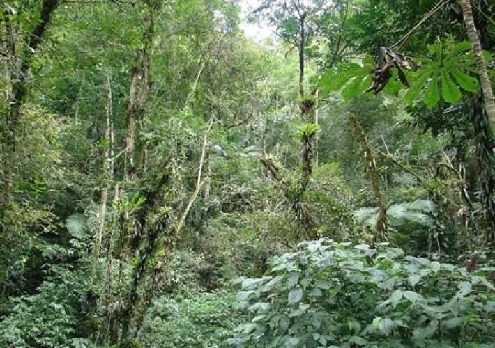 Espírito Santo - próximo Estado a participar do Inventário Florestal Nacional