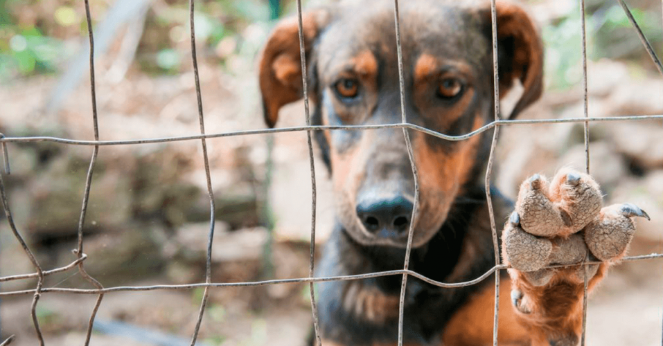 Estado sanciona lei que dá multas de até R$ 684 para atos de crueldade contra animais
