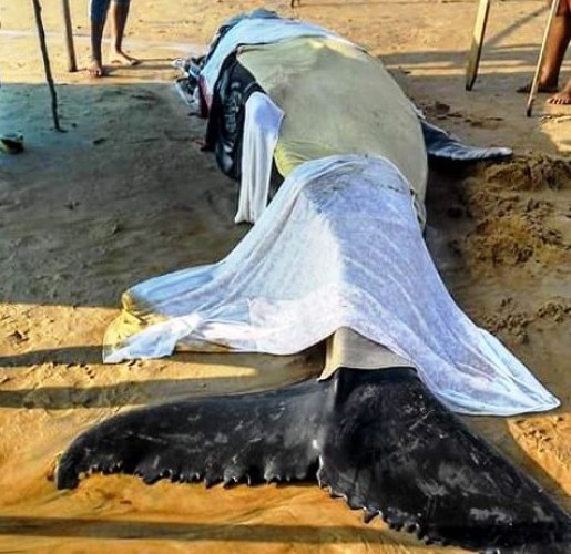 Filhote de baleia morre, carcaça foi devolvida ao mar e amostras encaminhadas a laboratório