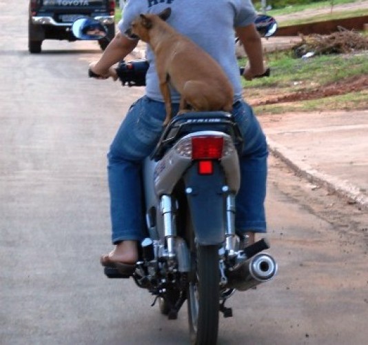 Flagra: você transportaria seu cãozinho assim? A cena foi registrada em plena BR 101