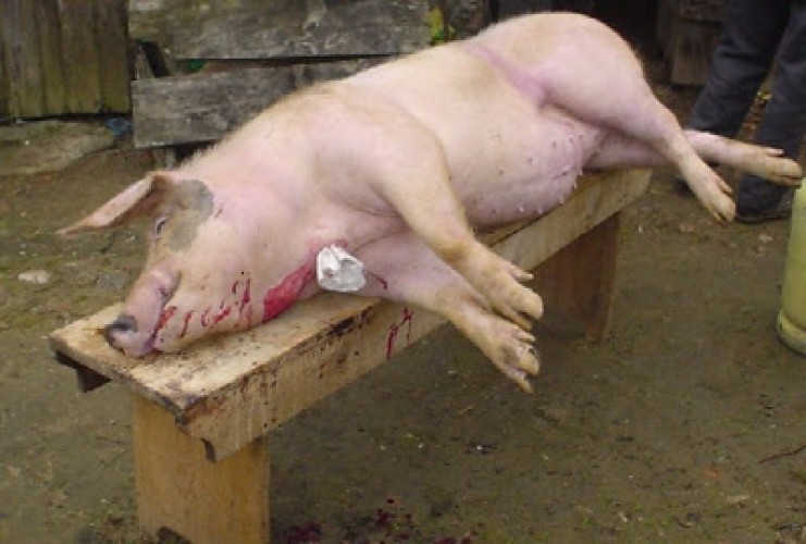 Homem morre após furtar porco em Sooretama e amigo consegue fugir