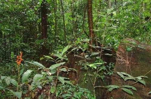 Floresta Nacional de Goytacazes realiza Oficina de Planejamento Participativo