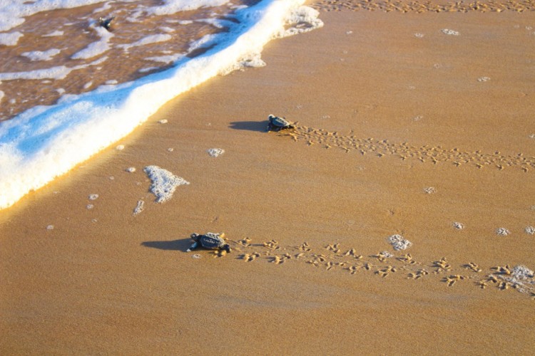 Linhares vai diminuir foco de luz nas praias de Pontal, Regência e Povoação para proteger tartarugas