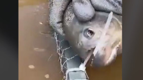 Piranha corta armadilha de pesca com dentes afiados em Linhares e vídeo viraliza