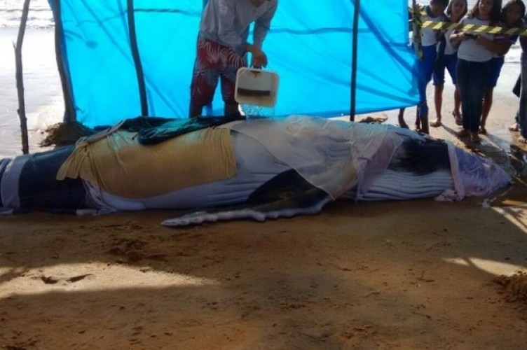 Moradores armam tenda para proteger filhote de baleia encontrado no Pontal do Ipiranga