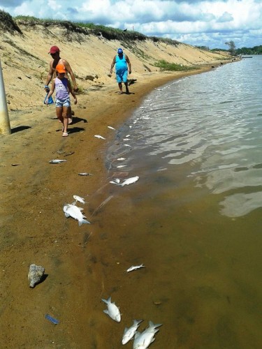 Peixes mortos são encontrados no Riozinho do Pontal do Ipiranga