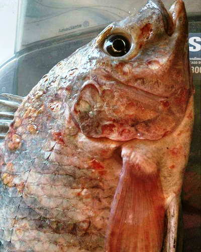 Pescadores de Linhares e Colatina denunciam deformação em peixes do Rio Doce