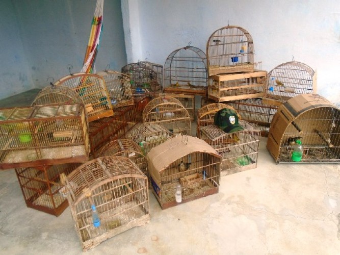 PM resgata 27 aves silvestres mantidas em cativeiro no bairro Interlagos