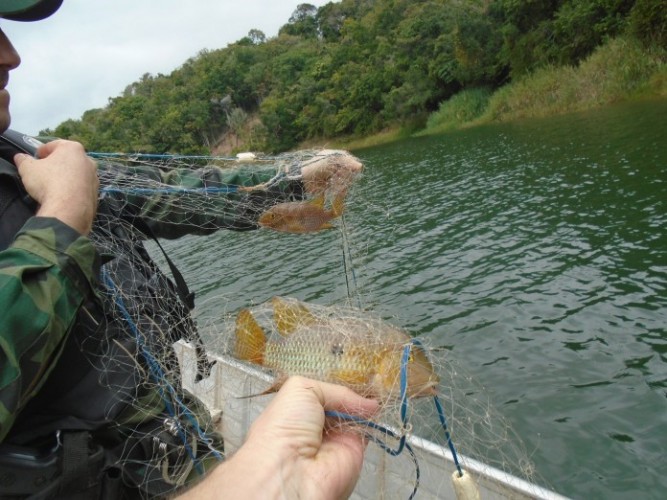 Policia Ambiental Faz Apreens O De Redes De Pesca Na Lagoa Das