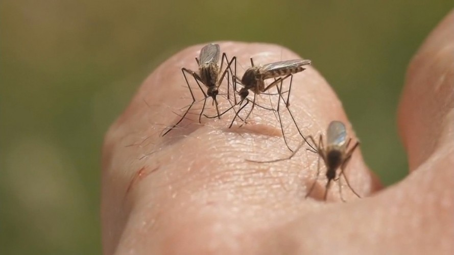 Sesa confirma 80 casos de malária no Espírito Santo