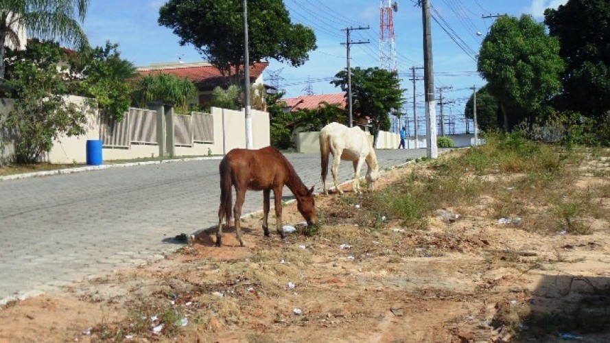 Somente após acordo com MPES e Idaf, Prefeitura volta a apreender animais de grande porte das ruas