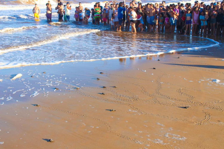 Temporada de caminhada de tartarugas marinhas começa sábado 7 nas