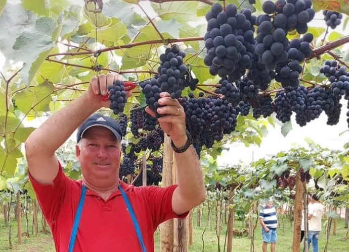 Abertura da colheita da uva em São Rafael será neste fim de semana