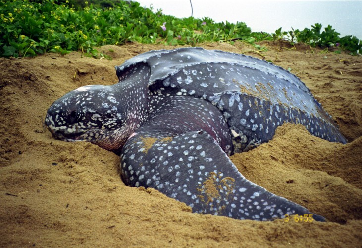 Alerta: lama ameaça desova das tartarugas gigantes em Regência