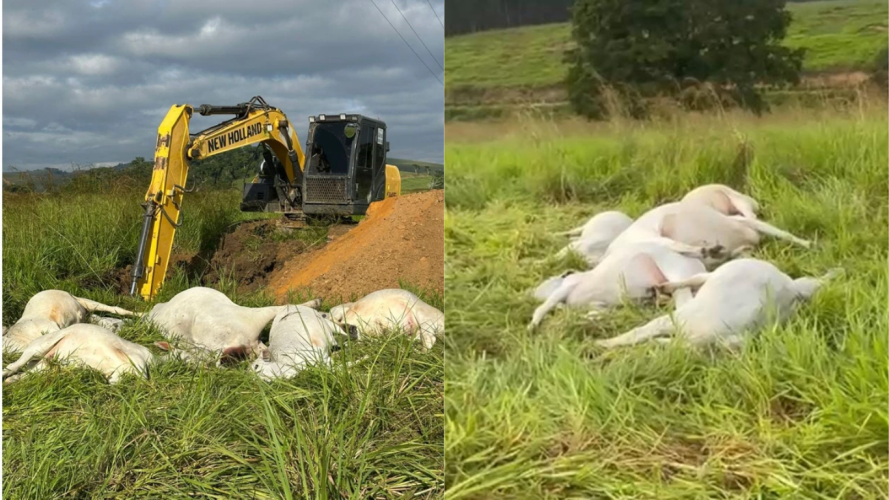 Descarga elétrica mata 11 vacas em fazenda no interior de Linhares