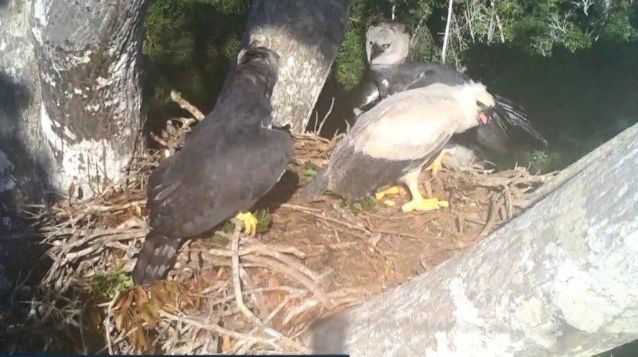 Desenvolvimento de filhote de harpia é acompanhado por pesquisadores em Linhares
