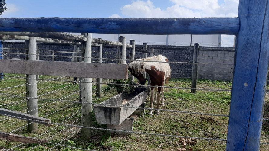 Dois animais de grande porte são recolhidos em via pública no Três Barras e levados a Zoonoses