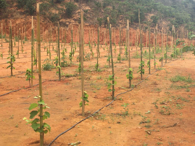 Fruticultura: São Rafael poderá ganhar rota de turismo com a cultura da uva