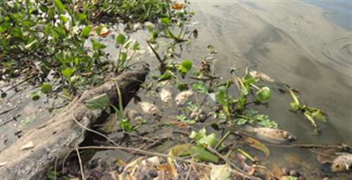 Lagoa amanhece tomada por peixes mortos em Linhares. É a Semana da Água