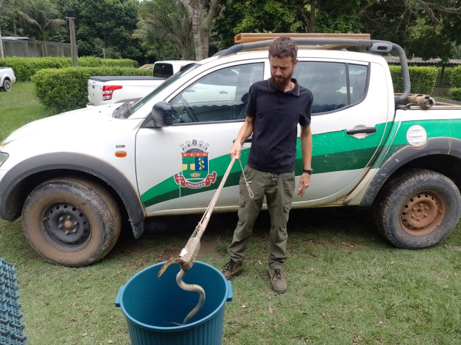 Jararaca é capturada em clube recreativo em bairro de Linhares