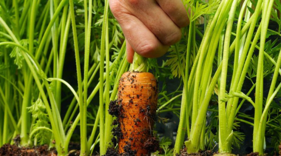 Linhares promove o 1º Dia de Campo em Agroecologia