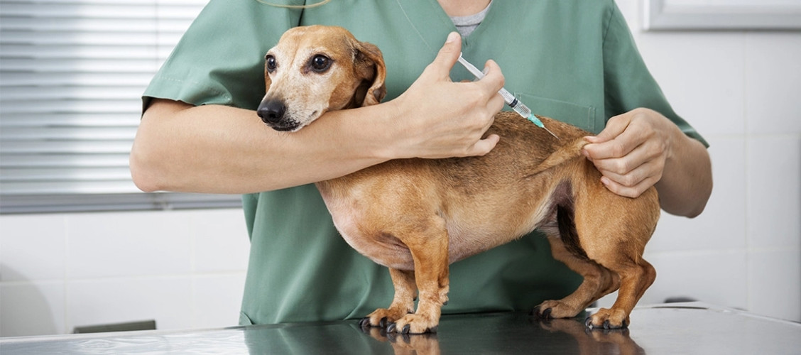 Linhares vai oferecer vacinas gratuitas contra viroses para cães e gatos nesta sexta e sábado