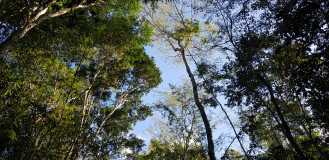 Dia da Árvore: Reserva Natural Vale promove “Banho de Floresta”