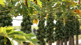 Linhares recebe IX Simpósio do Papaya Brasileiro de terça a sexta-feira desta semana