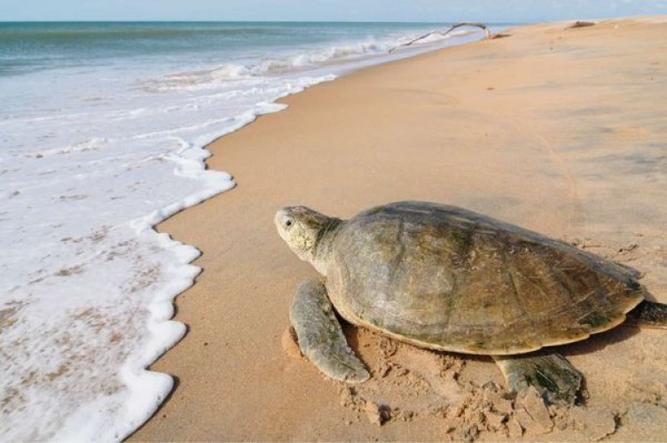 Óleo é removido com cautela no ES para proteger ninhos de tartarugas
