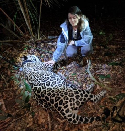 Pesquisadores capturam pela primeira vez uma onça-pintada no ES, em reserva de Linhares