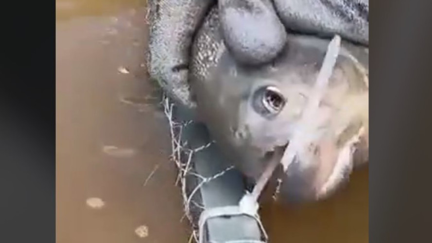 Piranha corta armadilha de pesca com dentes afiados em Linhares e vídeo viraliza