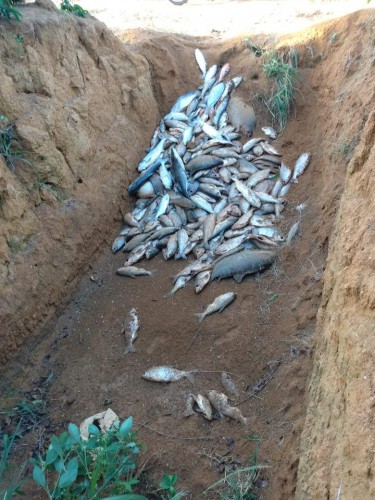 Polícia encontra mais de três toneladas de peixes mortos em lagoa de Marilândia