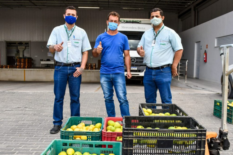  Polo de Goiaba: produtores entregam primeira colheita ao mercado consumidor de Linhares