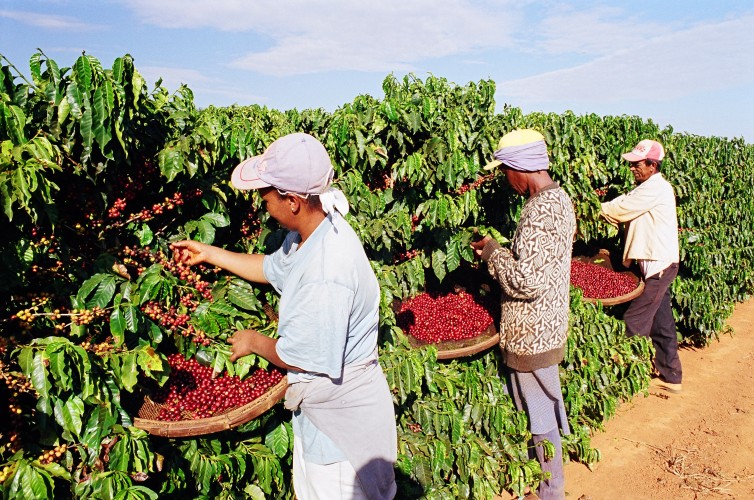  Produtores rurais terão serviço de recursos humanos durante a colheita do café em Linhares