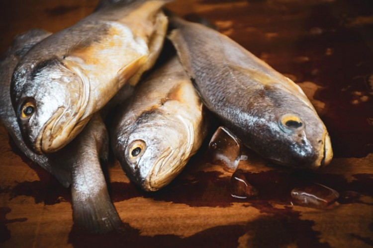 Saiba Quais Peixes Podem Causar A Doenca Da Urina Preta Site De Linhares