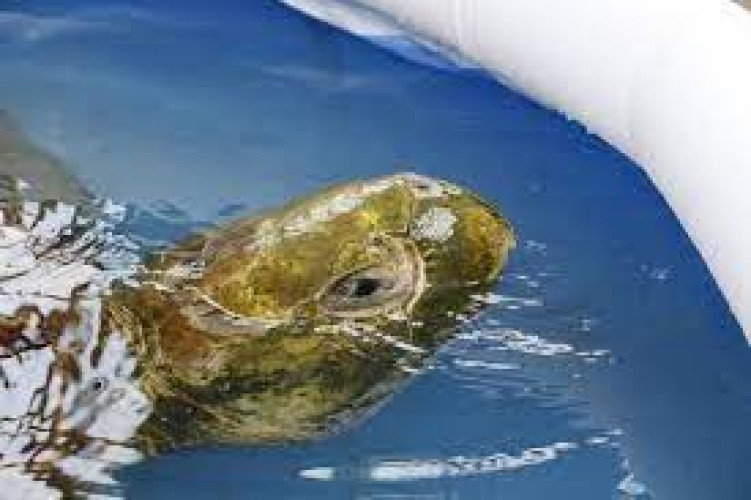 Tartaruga-cabeçuda resgatada em Regência engoliu um anzol, diz veterinário
