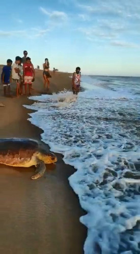 Tartaruga reabilitada é solta na praia de Comboios, no litoral de Linhares