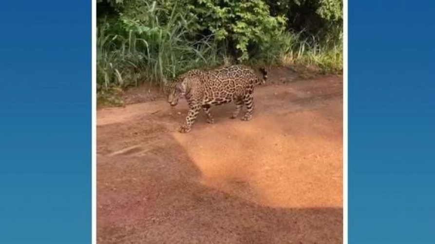 Vídeo de onça-pintada não é do ES, mas animal foi adotado por Richarlison